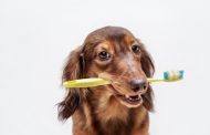 Dental Awareness for your Pets