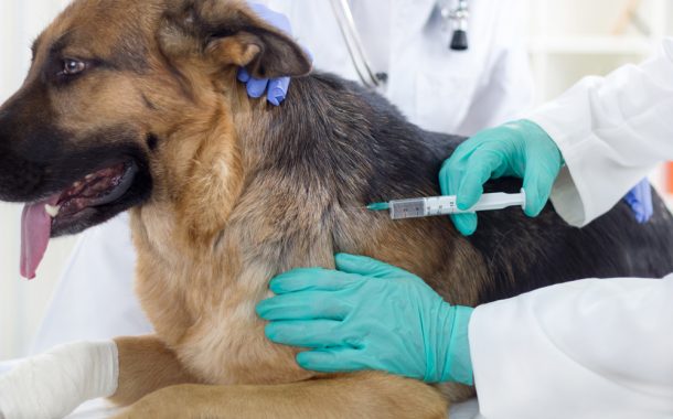 Why do we vaccinate our pets?