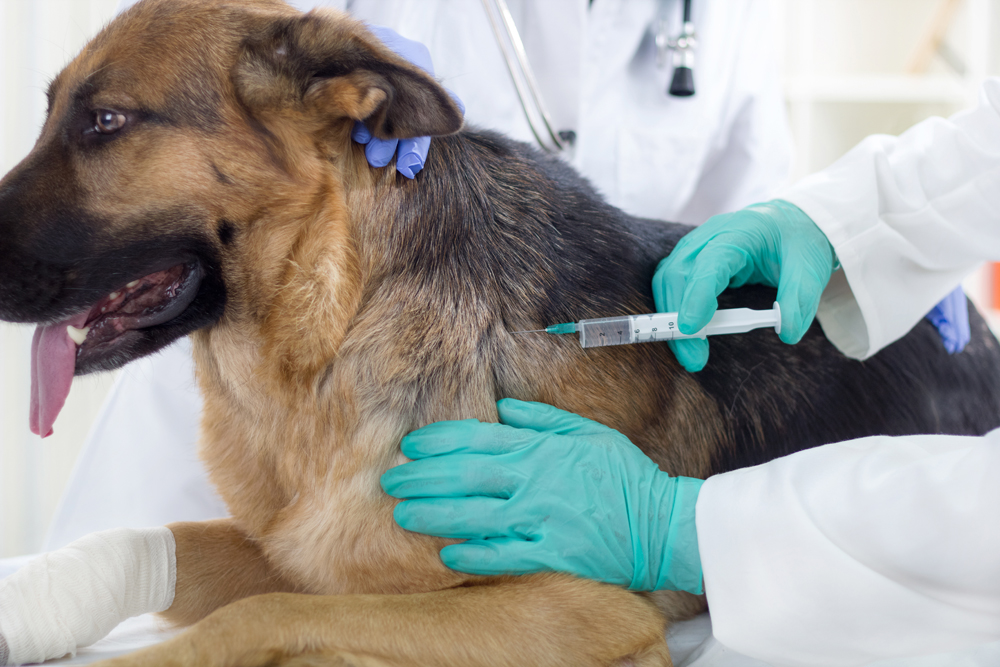 Why do we vaccinate our pets?