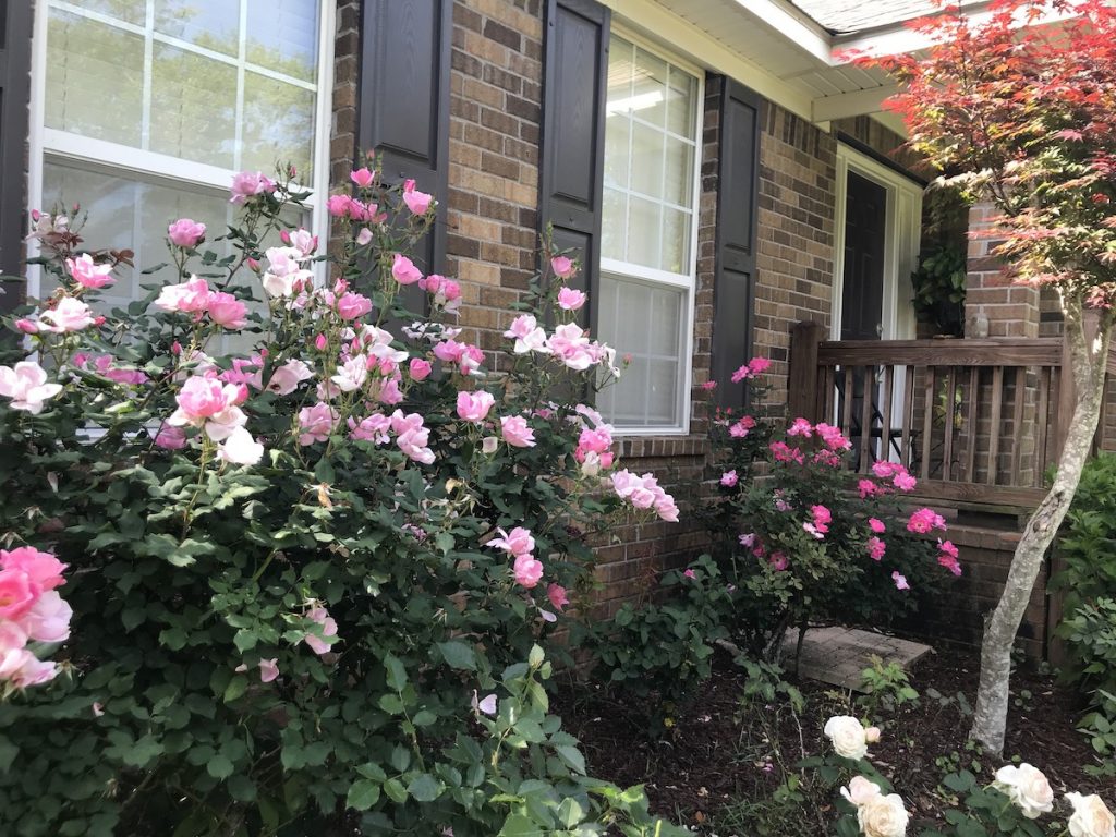 Yard of the Month - May 2019