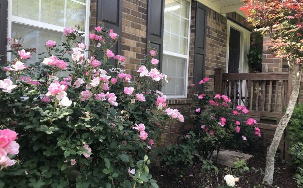 Yard of the Month - May 2019